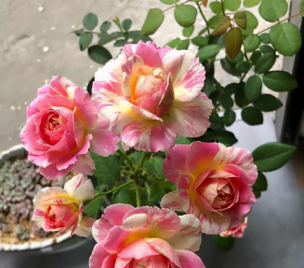 莫奈月季优缺点介绍