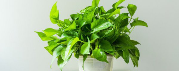 乙丑年放什么摆件招财