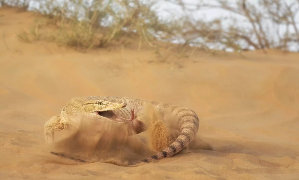 撒哈拉大沙漠在哪里