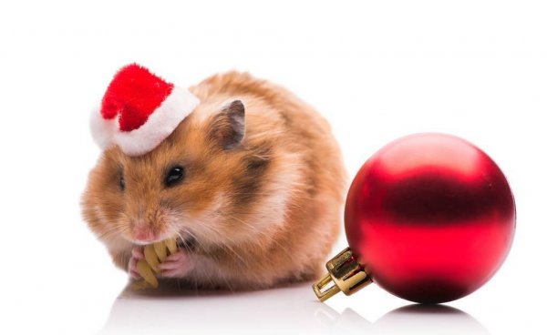 仓鼠咬主人手指说明什么