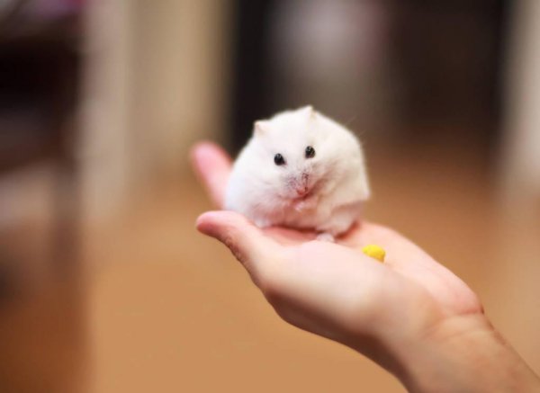 仓鼠咬主人手指说明什么