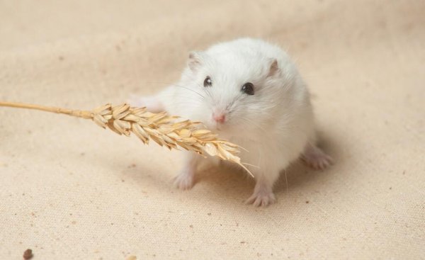 仓鼠咬主人手指说明什么