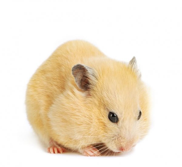 仓鼠咬主人手指说明什么