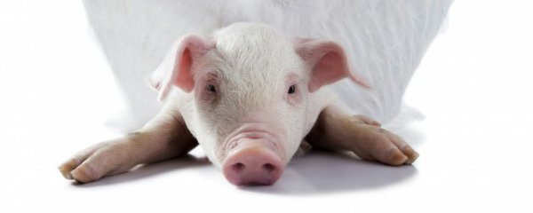 招财猪摆放位置禁忌