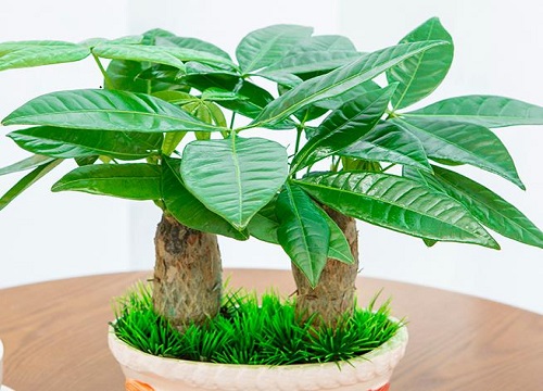 发财树叶子发干发黄怎么回事