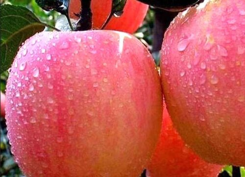 浆水苹果特点介绍