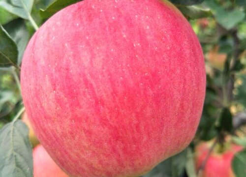 浆水苹果特点介绍