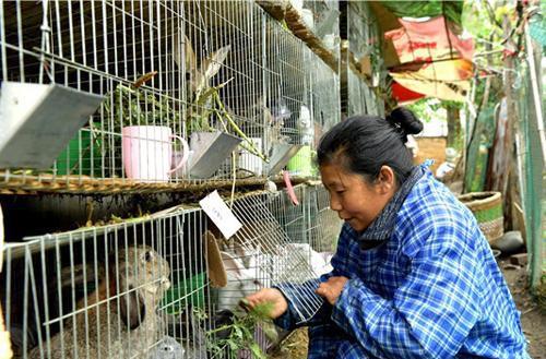 养殖兔子的成本与利润分析