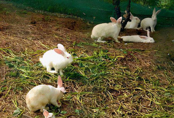 养殖兔子的成本与利润分析