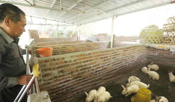 养殖兔子的成本与利润分析