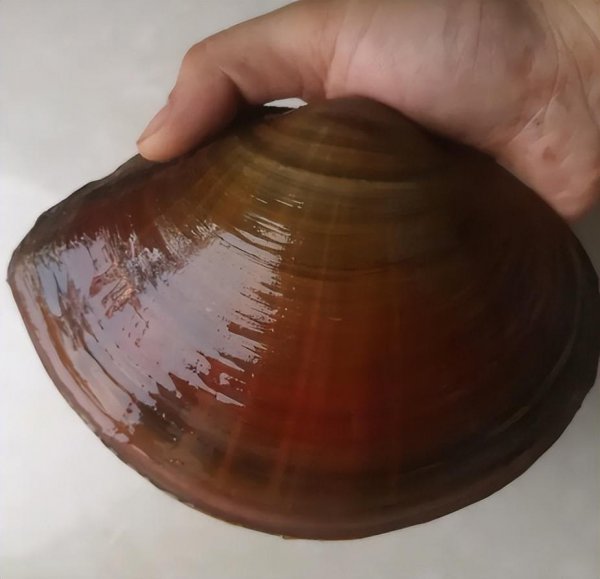 河蚌为什么没人吃