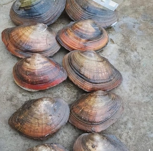 河蚌为什么没人吃