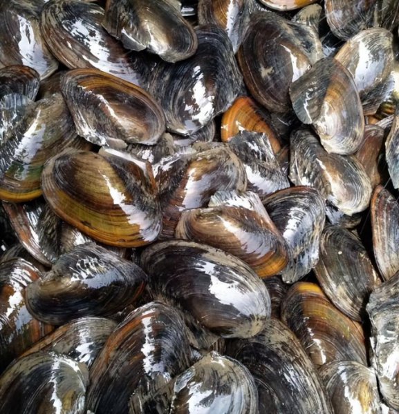 河蚌为什么没人吃