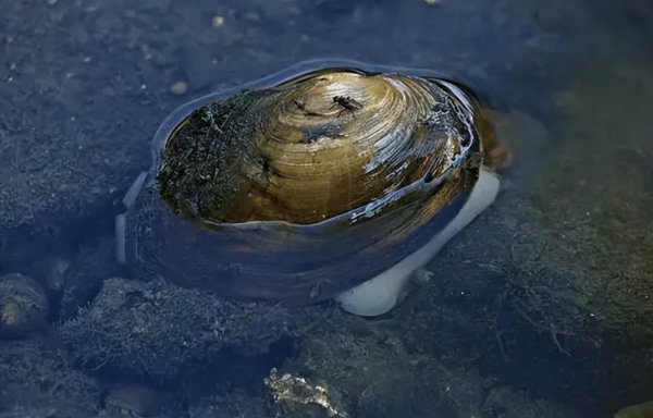 河蚌为什么没人吃