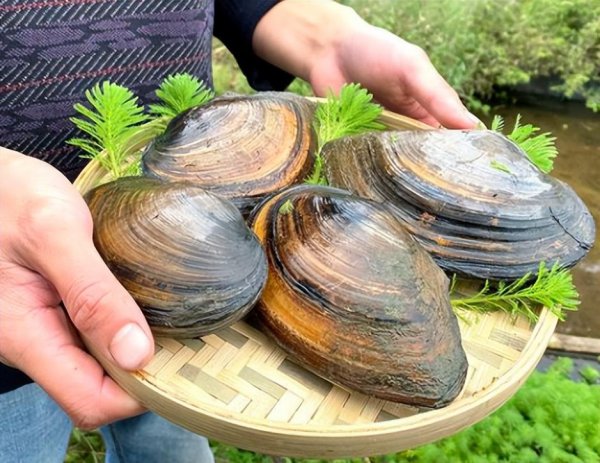 河蚌为什么没人吃