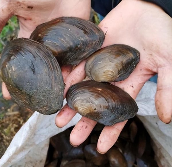 河蚌为什么没人吃