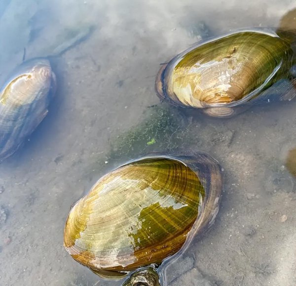 河蚌为什么没人吃