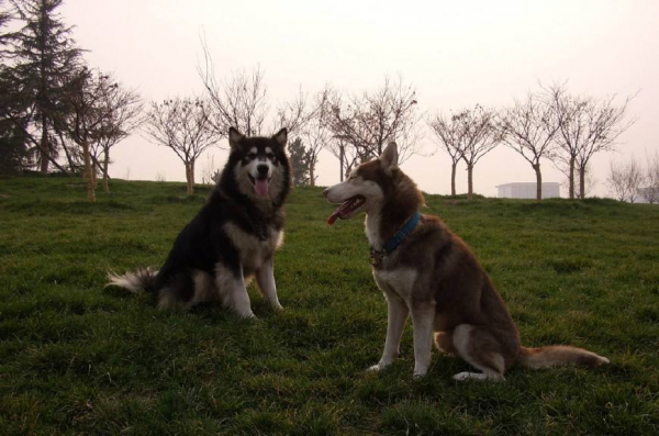 阿拉斯加和哈士奇区别哪个好