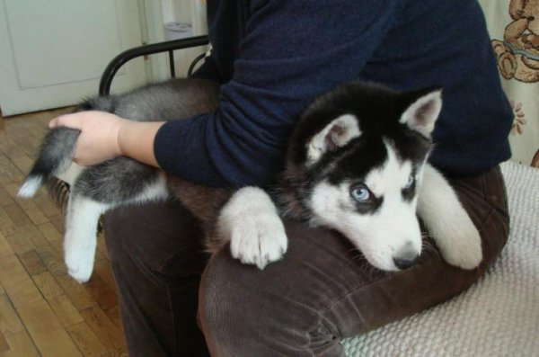 阿拉斯加和哈士奇区别哪个好