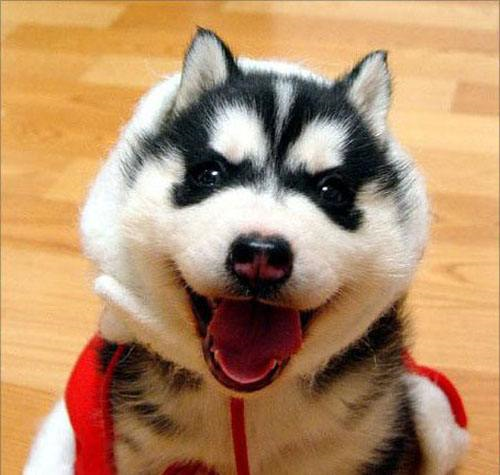 阿拉斯加和哈士奇区别哪个好