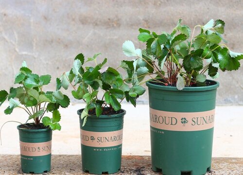 草莓什么时候栽种合适