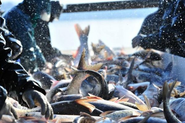 三农是哪三农啊