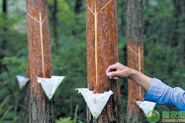 松树油有什么用途