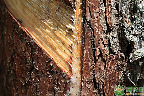 松树油有什么用途