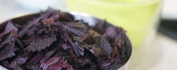 紫苏泡水喝有什么好处