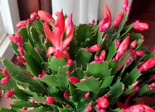 秋冬如何养蟹爪兰长寿花安全过冬不用愁