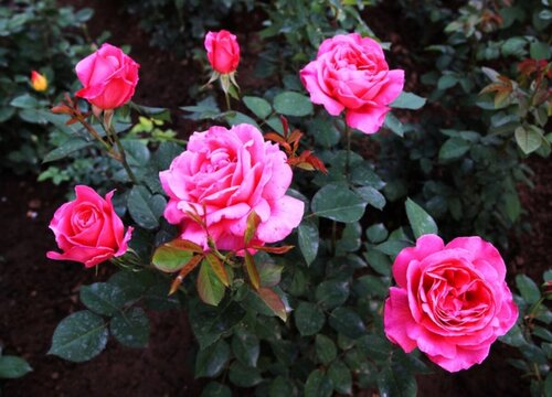 月季花应该怎么养才能养活