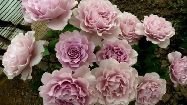 月季花应该怎么养才能养活