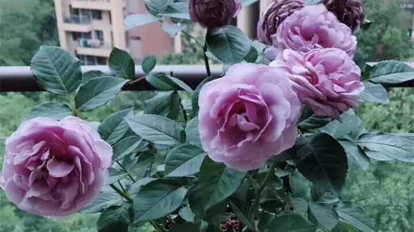 月季花应该怎么养才能养活