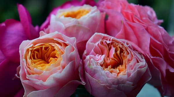 月季花应该怎么养才能养活