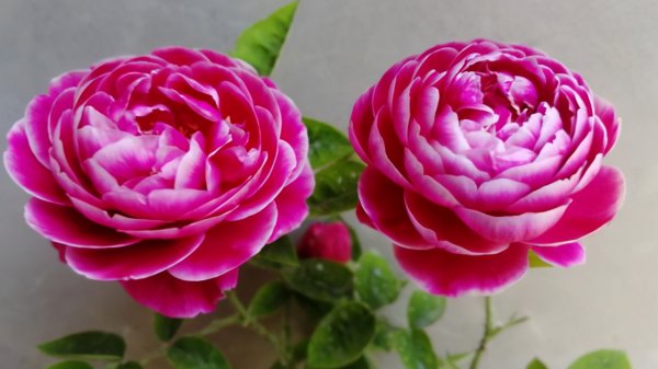 月季花应该怎么养才能养活