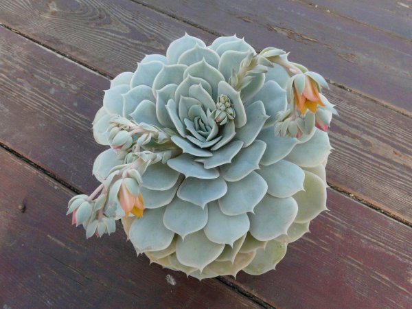 月亮仙子多肉出状态的样子图片