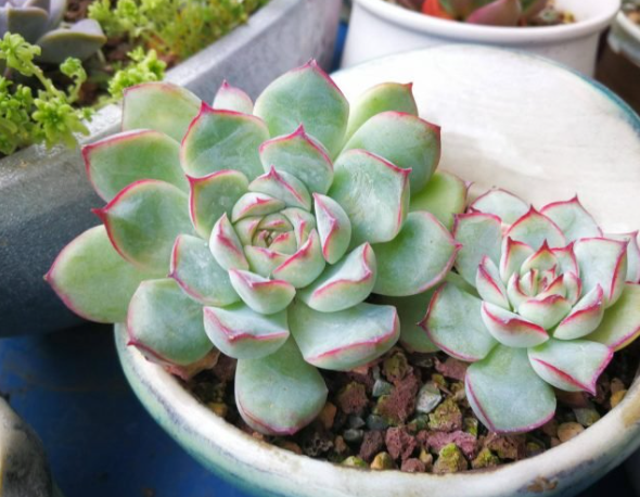 月亮仙子多肉出状态的样子图片