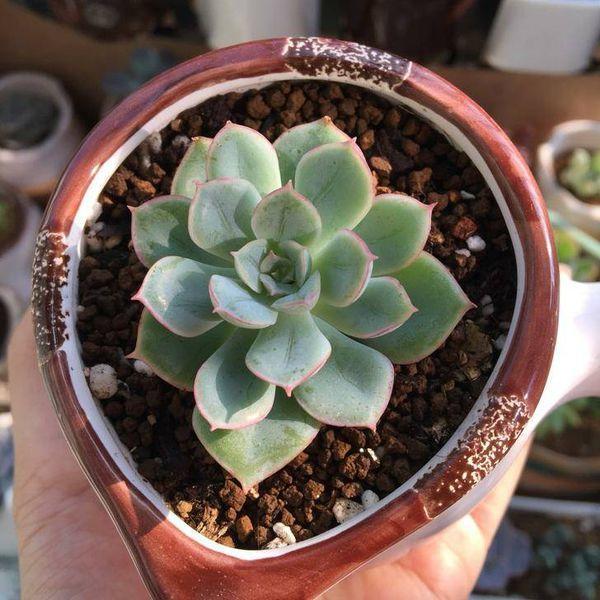 月亮仙子多肉出状态的样子图片