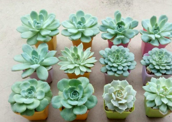 月亮仙子多肉出状态的样子图片