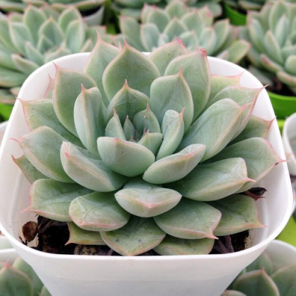 月亮仙子多肉出状态的样子图片