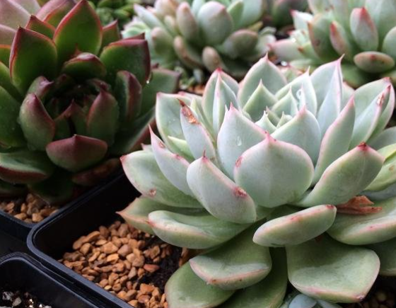 月亮仙子多肉出状态的样子图片