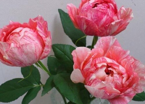 斑马耐心月季是藤本还是灌木