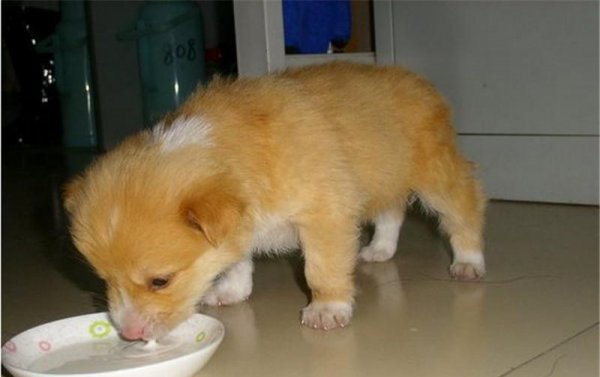 狗粮的制作方法及配料