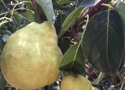 美国盛产什么水果有名