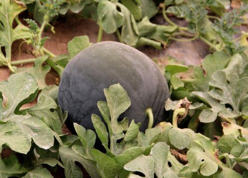 美国盛产什么水果有名