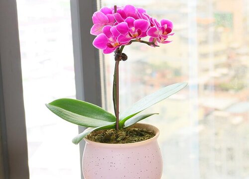 夏季兰花僵苗如何解决