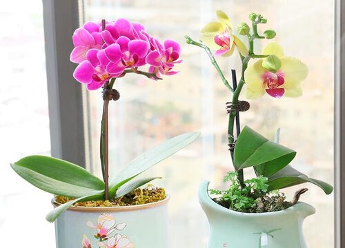 夏季兰花僵苗如何解决