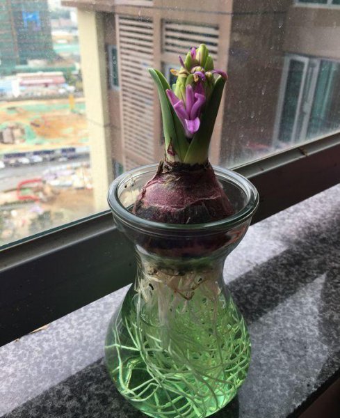 水养植物有哪些室内最好养活