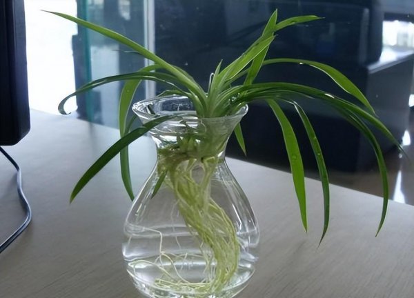 水养植物有哪些室内最好养活