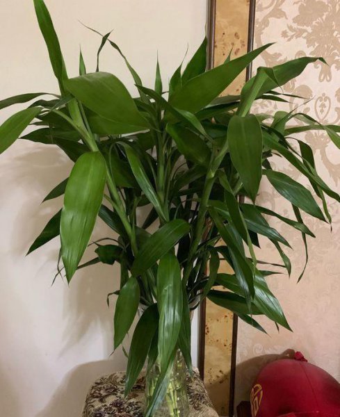 水养植物有哪些室内最好养活